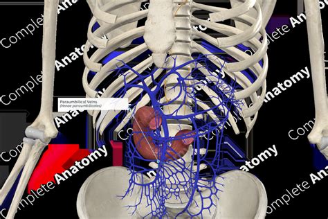 Paraumbilical Veins | Complete Anatomy