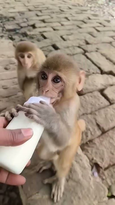 Funny Bandar Cute Monckey Cartoon Monkey05 Animation Mongkey