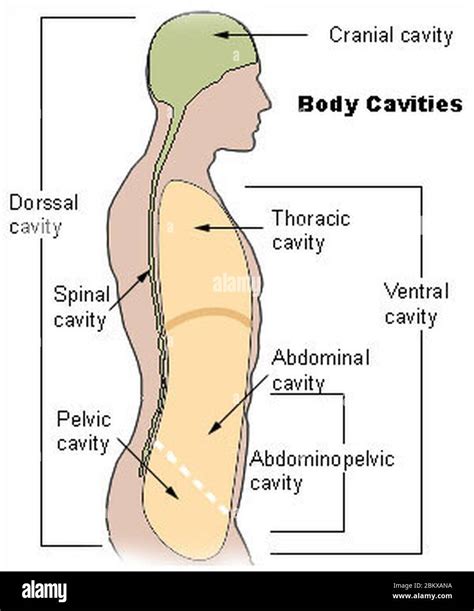 Cavidades Corporales Fotograf As E Im Genes De Alta Resoluci N Alamy