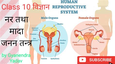 नर तथा मादा जनन तंत्र ह्यूमन रिप्रोडक्टिव सिस्टम Human Reproductive