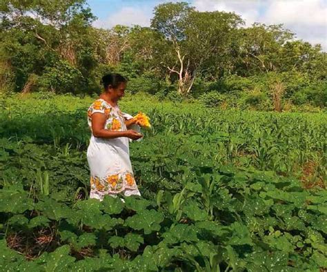 Impulsan Reconocimiento De La Milpa Maya Como Patrimonio Agr Cola El