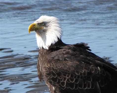 Bald Eagle, Homer Alaska by DokterDume on DeviantArt