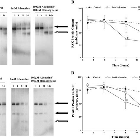 Proteolysis Of Fak Paxillin And P Cas After Adenosine Homocysteine