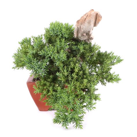 Juniperus Procumbens Nana Bonsai Outdoor Bonsai Bonsai