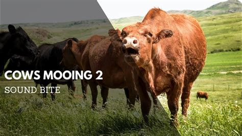 Cows Mooing 2 Sound Effect Animal Audio Clips And Sound Bites Clean