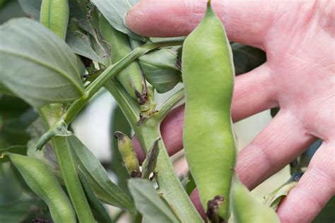 Getting Started With Growing Fava Beans