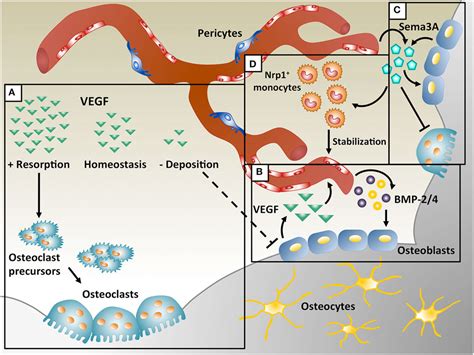 Frontiers It Takes Two To Tango Coupling Of Angiogenesis And