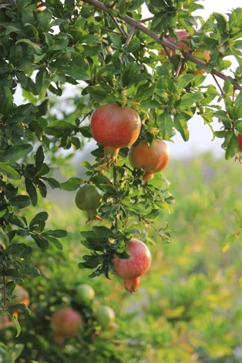 How To Grow Pomegranate Hunker Fruit Garden Fruit Plants Pomegranate