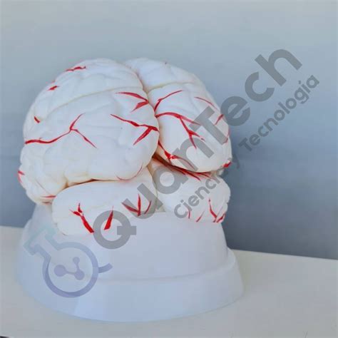 Modelo Anatomico De Cerebro Con Arterias Quantech