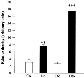 Densitometric analysis in Co (control + olive oil), Cfo (control + fish ... 