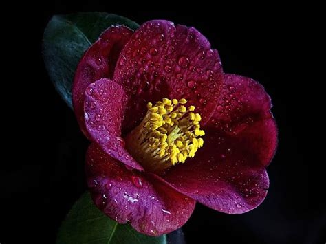 Flowers Wallpapers Maroon Flowers Wallpapers