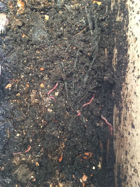 DIY Worm Compost Bin For Vermicomposting • My Sweet Things