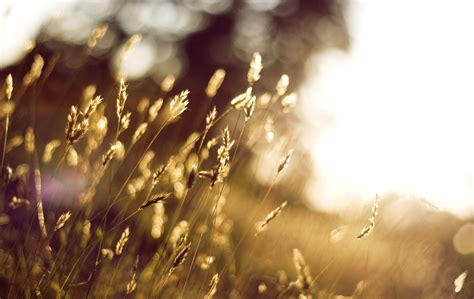 Wallpaper Sunlight Depth Of Field Nature Reflection Branch