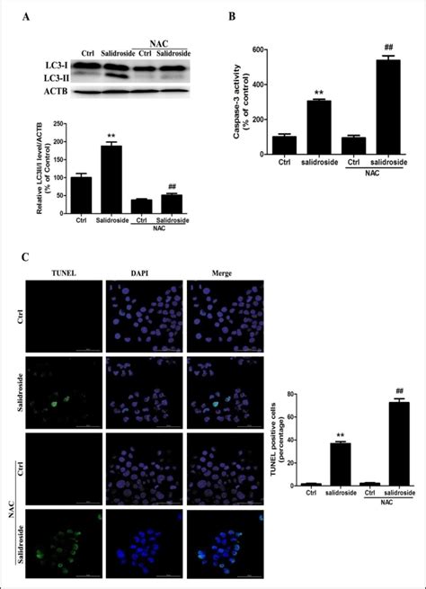 Nac Increased Salidros I D E I N D U C E D Apoptosis After The