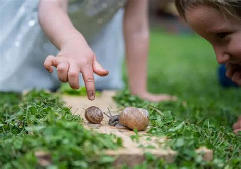 Are Snails Poisonous? A Definitive Guide - All Our Creatures