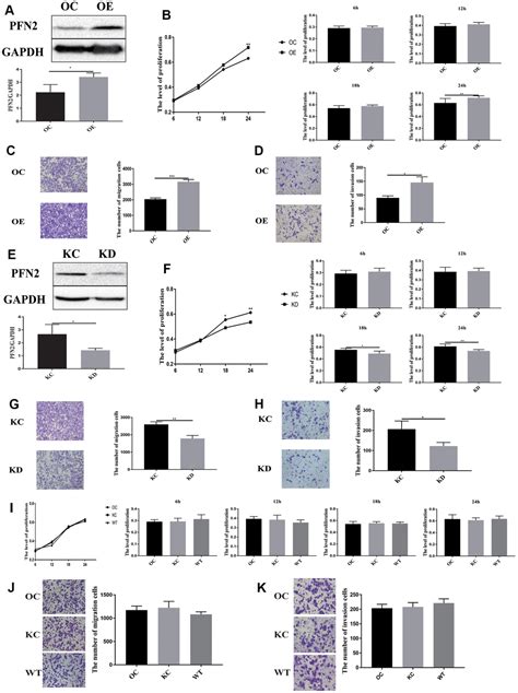 Profilin Promotes Growth Metastasis And Angiogenesis Of Small Cell