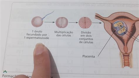 Como Se Formam Os G Meos Youtube