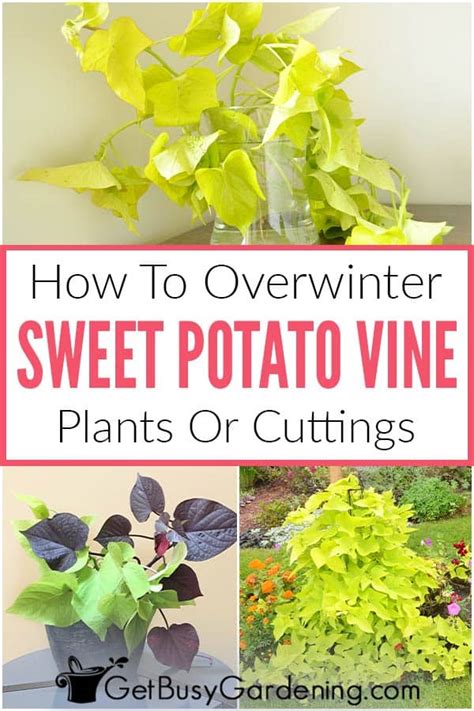 How To Overwinter Sweet Potato Vines Indoors Get Busy Gardening