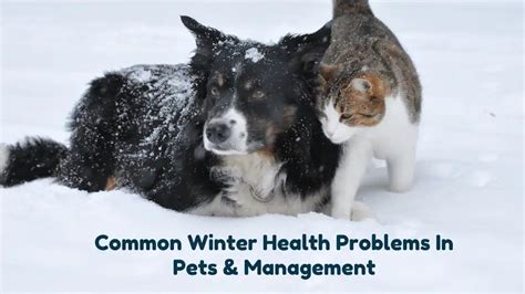 Common Winter Health Problems Management In Pets The Veterinary