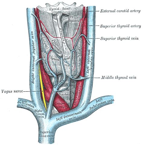 Superior thyroid artery - wikidoc