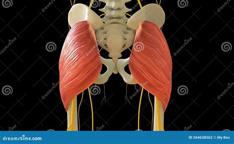Gluteus Maximus Muscle Anatomy For Medical Concept 3d Rendering Stock