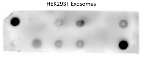 Exo-Check™ Exosome Antibody Array | System Biosciences