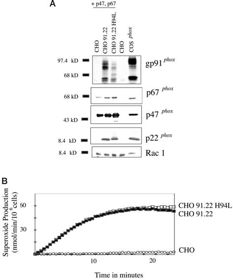 Expression And Function Of Recombinant Oxidase Proteins In Cho Cells