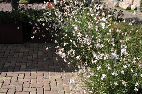 Gaura Lindheimeri Whirling Butterflies Lindheimers Prachtkaars