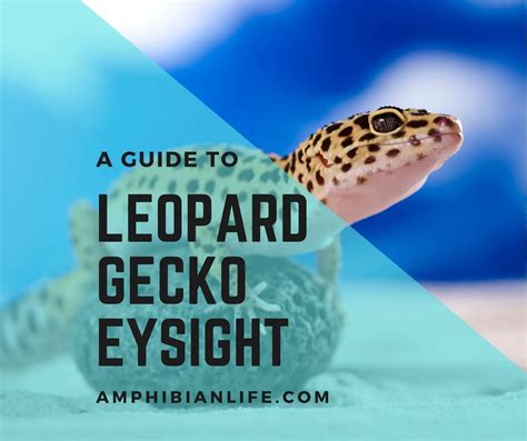 How Good Is Leopard Gecko Eyesight? 10 Quick Facts - Amphibian Life