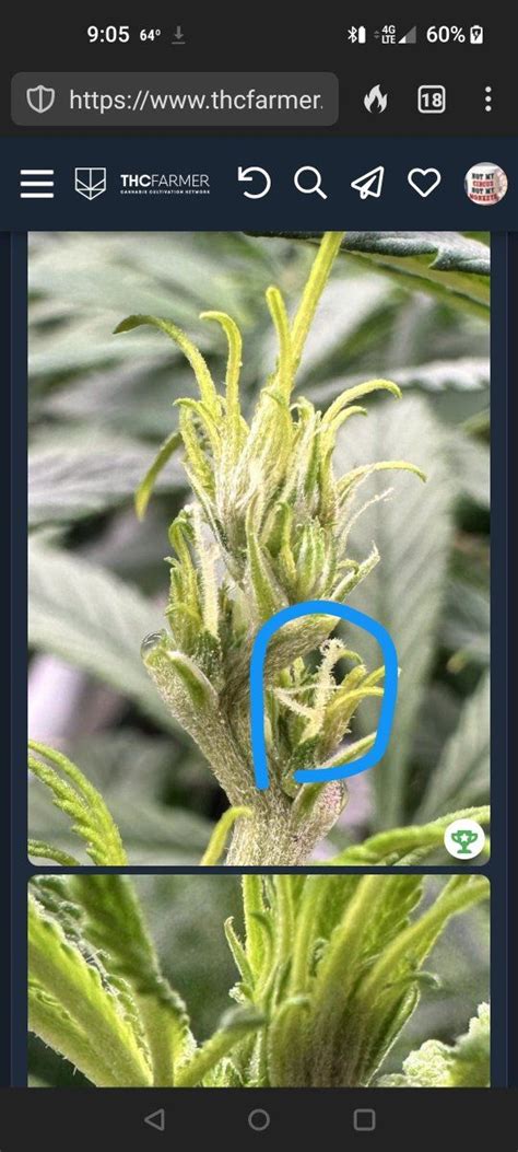 Help With Sexing Plant Please Thcfarmer