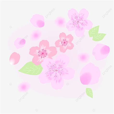 Cherry Blossom Card Vector Art Png Cherry Blossom Light Pink Cherry