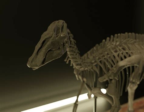 3D file Edmontosaurus skeleton 💀・3D print design to download・Cults