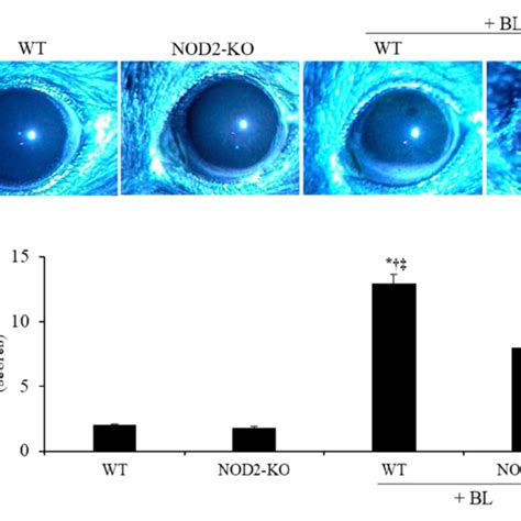 Representative Photograph A And The Mean Corneal Fluorescein Staining Download Scientific