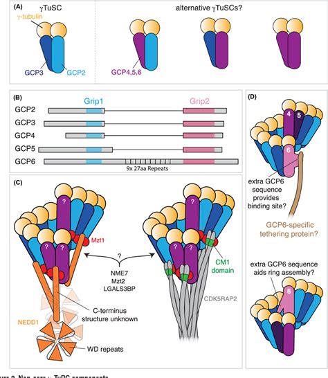 Figure 1 from Microtubule nucleation by γ tubulin complexes and beyond