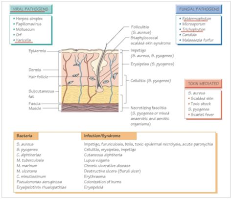 Skin And Soft Tissue Infections Flashcards Quizlet