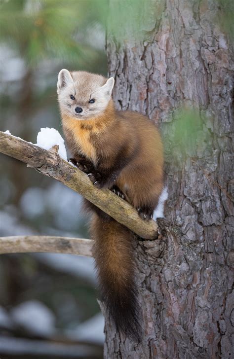 Algonquin Park Wildlife & Landscape Photography Workshop — Follow Me North