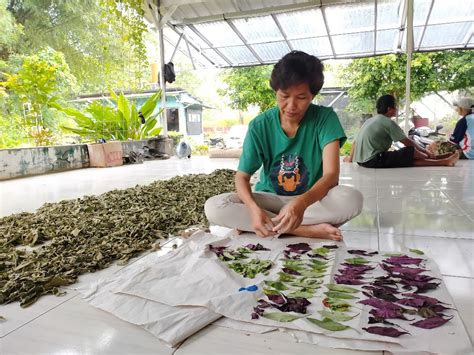 Manfaatkan Tanaman Liar Jadi Obat Herbal Laman 2 Rakcer ID