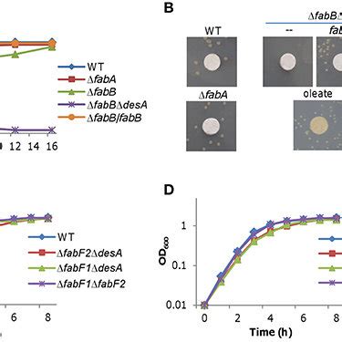 Effect Of S Oneidensis FabB As Well As E Coli FabB And FabF At