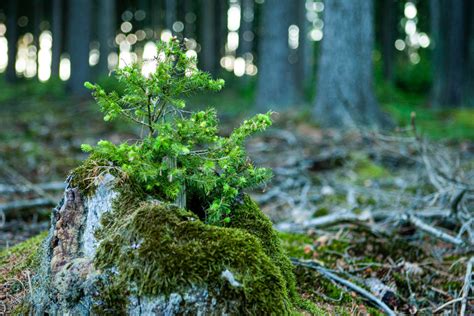 Mittelgrund - NATUR.WALD.WANDEL | NATUR.WALD.WANDEL