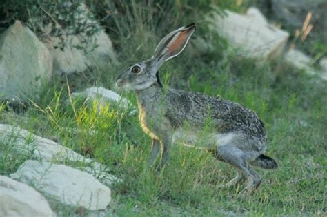 Subspecies Lepus californicus texianus · iNaturalist