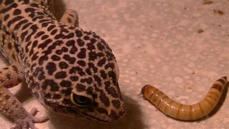 Feeding My Leopard Gecko YouTube