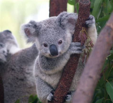 Animal Keeper Koala Phascolarctos Cinereus