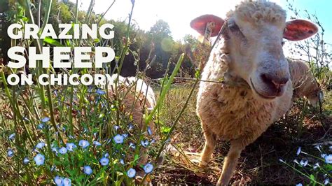 Grazing Sheep On Chicory One Day Of Intensive Rotational Grazing On