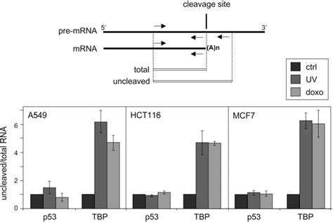 Figure 1 From Essential Role For The Interaction Between HnRNP H F And