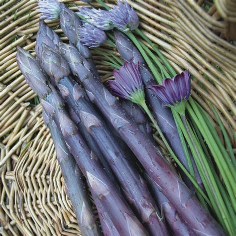 Asparagus Purple Passion Asparagus Officinalis Mygardenlife