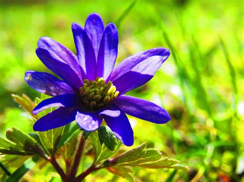 Anemone Purple Spring - Free photo on Pixabay - Pixabay