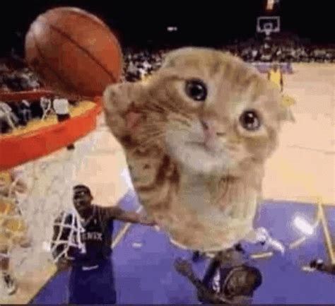 Ballin Cat Meme - Ballin Cat Dunk - Discover & Share GIFs