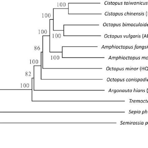 Phylogenetic Relationship Of Tremoctopus Violaceus With Other Octopoda