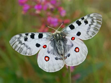 Apollo Facts Diet Habitat And Pictures On Animaliabio