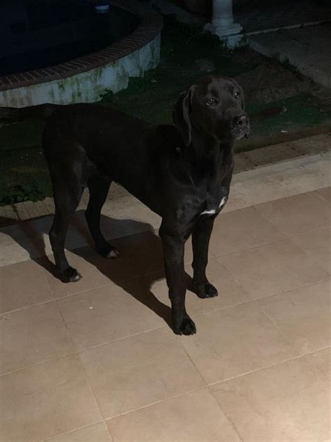 Labrador cão de grande porte para adoptar Azeitão São Lourenço E São